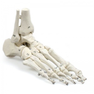 Numbered Foot Skeleton Model with Tibia and Fibula Insertions
